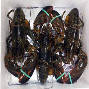 업소용 냉동랍스타 500g(급냉)