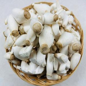[농부곳간]미니새송이 버섯 총알버섯 콩새송이2kg
