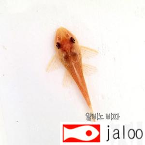 생먹이 자루 알비노 비파 5마리~ 청소부 물고기