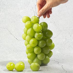 가정용 / 샤인머스켓 포도 씨없는 망고 청포도 1-2kg