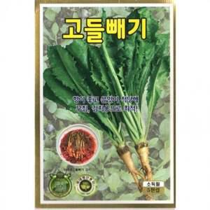 고들빼기 씨앗 텃밭 채소