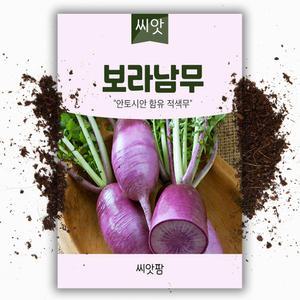 보라남무 씨앗 100립 보라무씨 종자