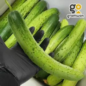다다기오이 상 10KG
