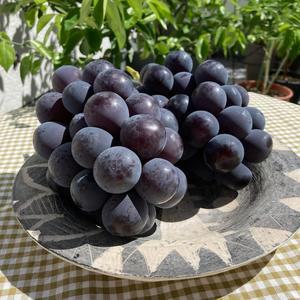 하우스 거봉포도 고당도 국내산 특품 1kg
