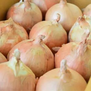 무안 햇양파 무안양파 3kg,5kg,10kg