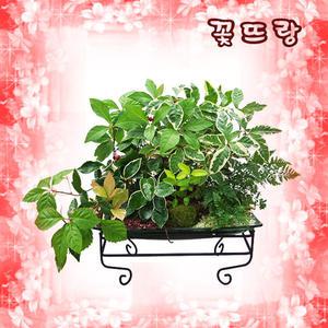 [산호수 모듬] 축하, 취임, 실내장식 등 ▣전국무료 당일배송▣