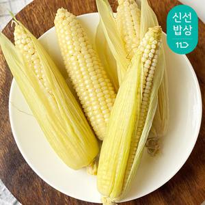 [품질보장] 강원도 햇 미백 찰옥수수 10개입