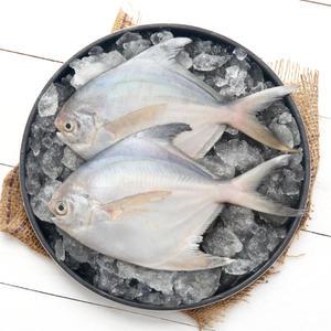 국내산 병어 덕자 대 특대 5마리 구이 조림 제수용