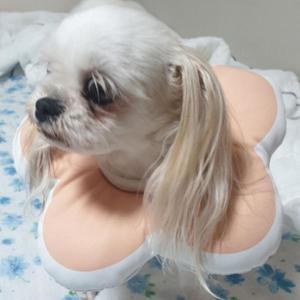[MENP9FZ7_52CM]애견깔대기 편안한 핑크중형