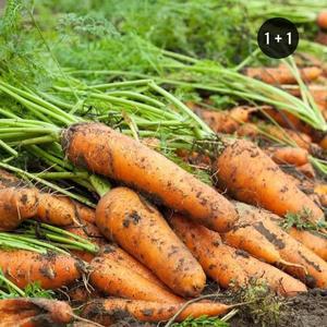 셀러허브 유기농 제주 흙당근 2kg (1+1/총4kg) (S10515916)