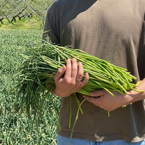 [마늘귀신] 경북 의성 국내산 햇 마늘쫑 10KG / 깔끔 손질 의성마늘쫑