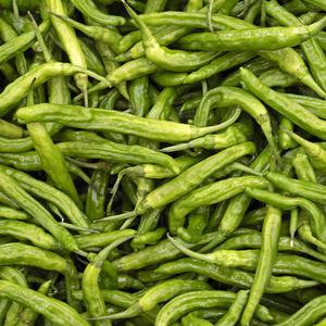 국내산 새벽경매 꽈리고추 300g