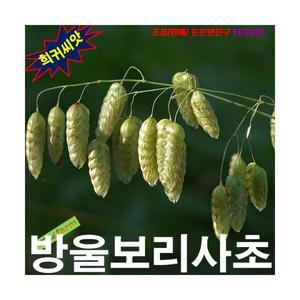 (희귀씨앗) 방울보리사초 15립 드라이 꽃꽃이소재