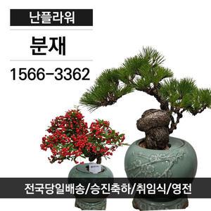 고급분재 승진취임영전축하화분고급화분난플라워