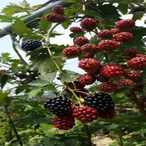 전북 정읍 냉동 블랙베리 특품 2.5kg/트레이포장