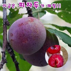 김천자두 피자두 5kg (특 70g~100g) 첫 수확/출시/선물