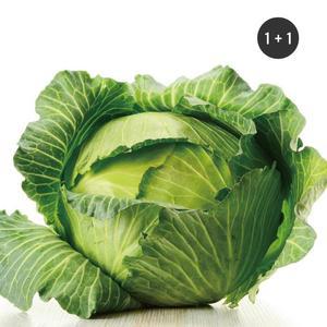 국내산 유기농 양배추 2kg (1+1/총4kg)