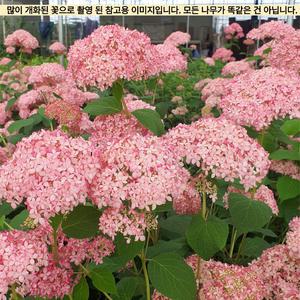 신품종목수국 왜성핑크아나벨 수국묘목 개화주 5치포트묘