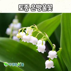 토종 은방울꽃(4치 포트) 노지월동 토종야생화 봄꽃