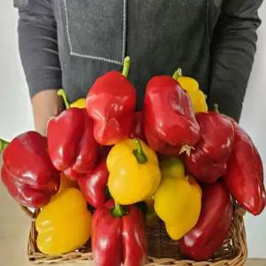 못난이 파프리카 1.5kg