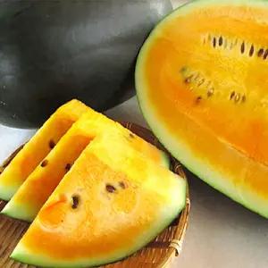 꿀당도 미니 망고 수박 3kg 1과 대과 속 노란수박 블랙망고수박 미니수박 노랑수박 흑수박 흑미수박