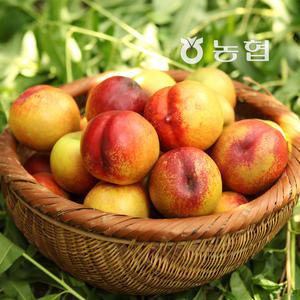 농협 천도 복숭아 6kg (3kg*2박스)