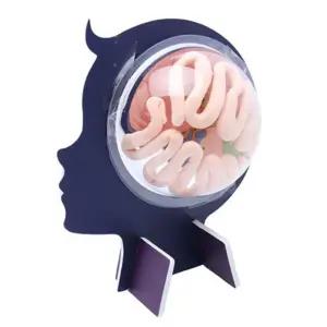 뇌 자극에 대한 반응 교육용 뇌구조 만들기 키트 5개 과학교구 조별실험 초등생 세특