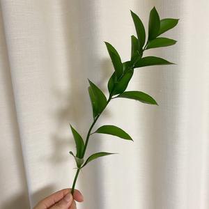 오후의꽃 루스커스 유스커스 1줄기 꽃배달싼곳 양재꽃시장 생화택배