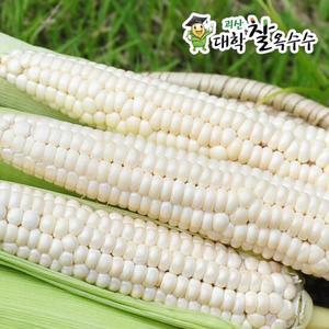 [절찬리수확중][괴산팜] 괴산 대학찰옥수수 20개(17cm 이상)
