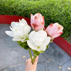 오후의꽃 쿠루쿠마 쿠르쿠마 한송이 꽃배달싼곳 생화택배 양재꽃시장