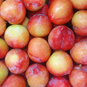 프리미엄 햇자두 1~5kg 새콤달콤 대석 후무사 포모사 수박 피자두 임산부 아이간식