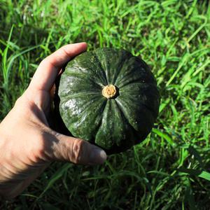 제철 제주 보우짱 미니 단호박 2kg 3kg 특품