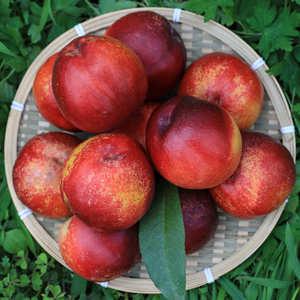 경산 신비복숭아 고당도 당일수확 1kg