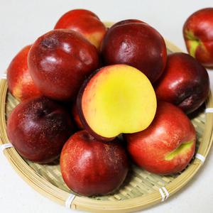 [바른정성]우리집과일 천도복숭아 대과 2kg 신선배송