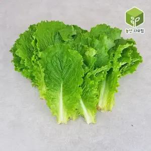 쌈채소 청상추 특 2kg