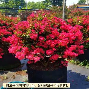 왜성 백일홍 나무 (연귀비) 미니 배롱나무 포트묘목