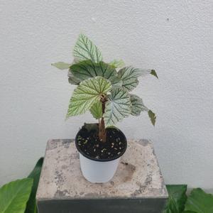 실내공기정화식물 돈밀러 베고니아 수입식물 소품 15-30cm 45