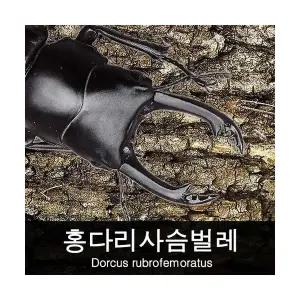 홍다리사슴벌레 키우기 / 홍다리사슴벌레 수컷 35~39mm
