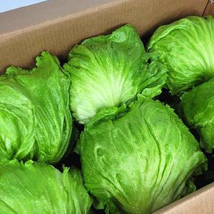 국내산 깐 양상추 4kg 내외