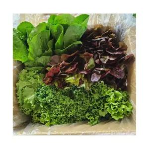 이젠서진 유러피안 샐러드 야채 1kg 쌈채소모듬 신선한 모듬채소 5종중 3~4종 랜덤발송