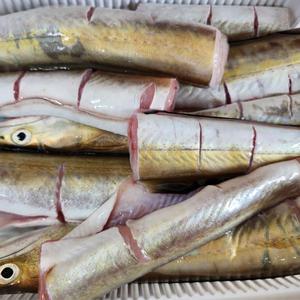 (탕용)여수 갯장어 1kg, 하모 손질 생선 맑은탕 매운탕 전골 재료