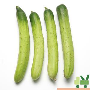 백다다기 오이 (백오이) 10개 (특)