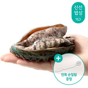[품질보장] 더신선 완도 최상급 활 참전복 1kg 7-9미 / 산소포장 / 세척솔 + 손질칼 증정