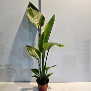 식물공장 키가 진짜 큰 여인초 소품 극락조 50-70cm 59