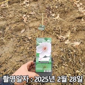 [나무생각]착한가격 나무생각 / 클레마티스(큰꽃으아리) / 미스 배트맨 / P9 포트 / 개화주