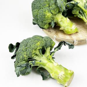 국내산 브로콜리 신선한야채 샐러드채소 1kg