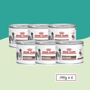 로얄캐닌 리커버리 캔 195g+6개 처방식.치료회복기.고양이.강아지 습식 RECOVER