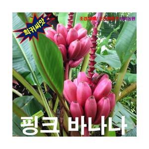 (희귀꽃씨) 노지월동 신상입고 5립 인기 미니종 핑크바나나씨앗