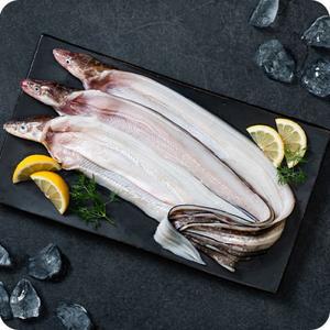 신선 통영 바다장어 붕장어 손질전 1kg 기준 (손질후 소 630g 내외) (대 약 400g) 당일손질  산들해담 M