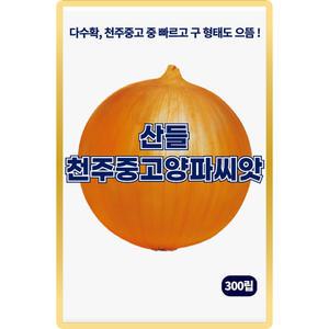 산들 천주중고 양파씨앗 300립 다수확 천주중고 중 빠르고 형태도 좋은 소량 양파씨 종자
